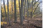 Property photo 1 - 75.3 Acres Offered in 2 Tracts
